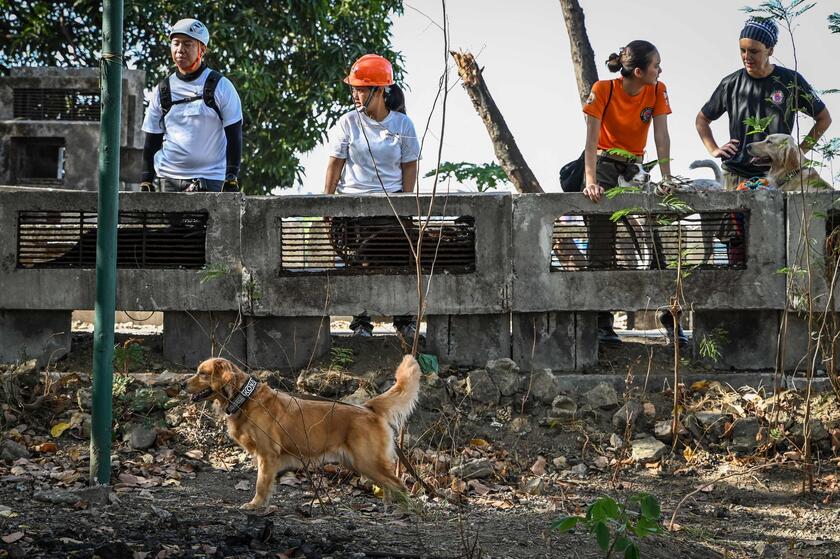 Filippine: cani  'volontari ' addestrati per cercare sopravvissuti ai terremoti © ANSA/AFP