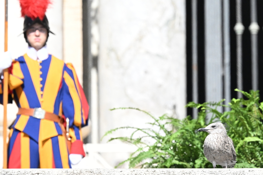 Udienza generale di Papa Francesco in Vaticano