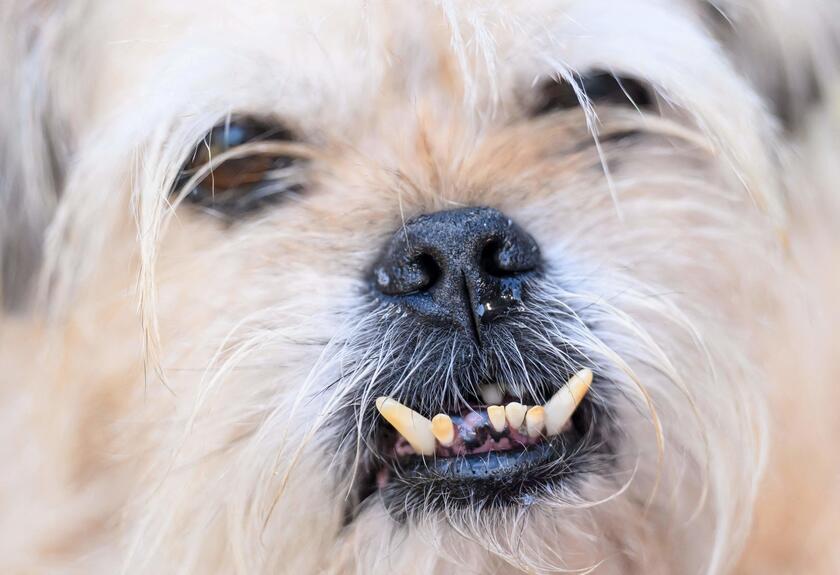 E' un pechinese di otto anni il 'cane più brutto del mondo'