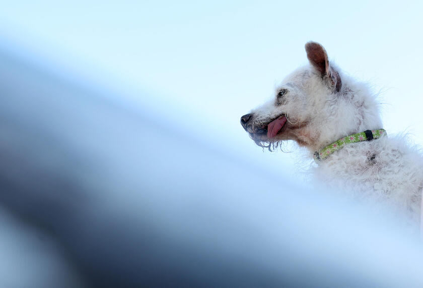 E' un pechinese di otto anni il 'cane più brutto del mondo'