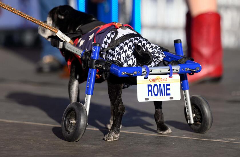 E' un pechinese di otto anni il 'cane più brutto del mondo'