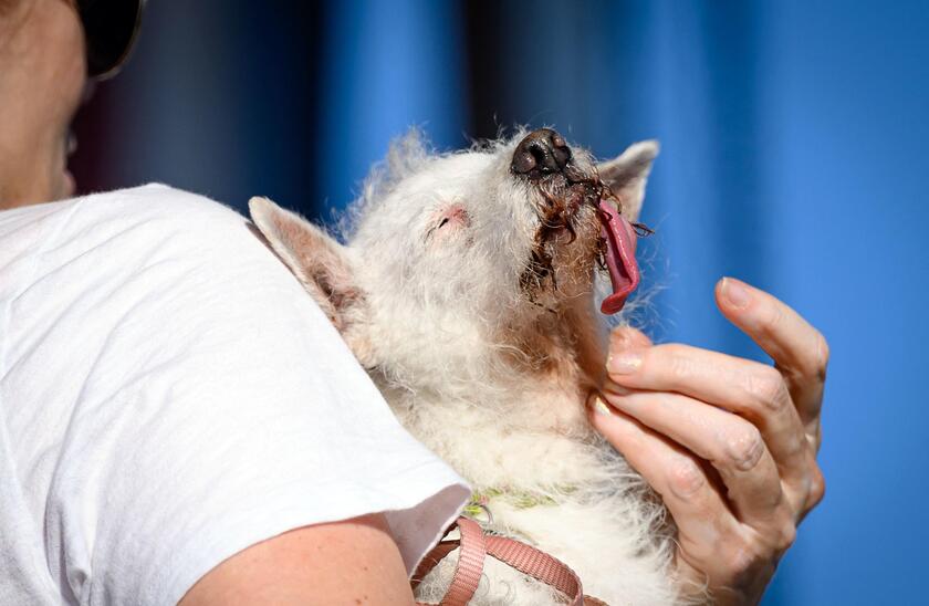 E' un pechinese di otto anni il 'cane più brutto del mondo'