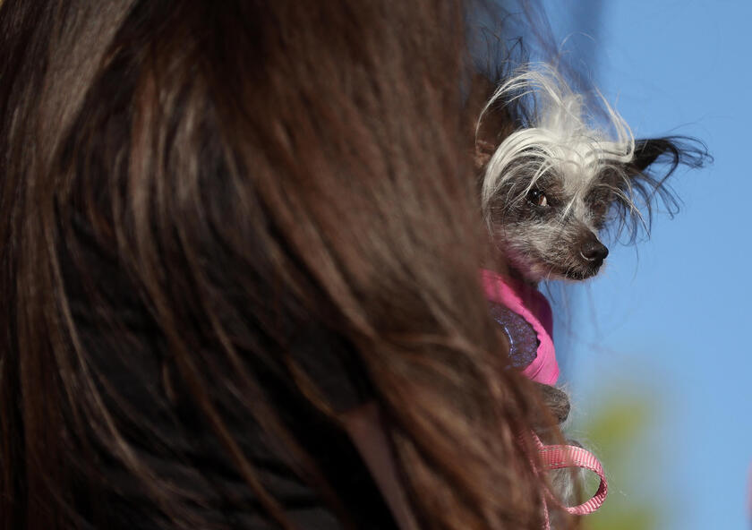 E' un pechinese di otto anni il 'cane più brutto del mondo'