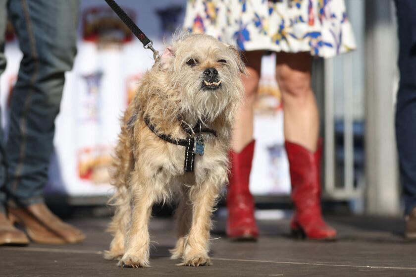 E' un pechinese di otto anni il 'cane più brutto del mondo'