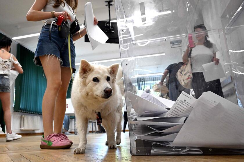 Elezioni Europee, alle urne con il cane