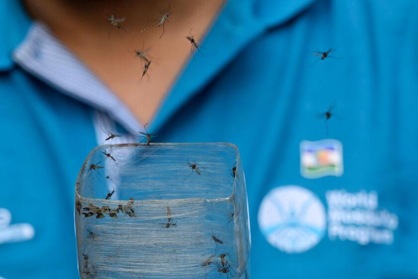 Un laboratorio in Colombia impegnato nella prevenzione della trasmissione della Dengue