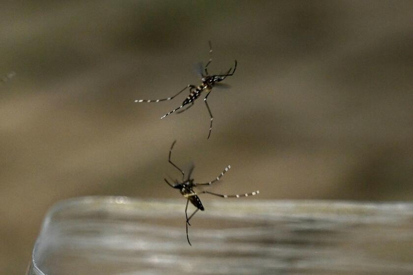 Un laboratorio in Colombia impegnato nella prevenzione della trasmissione della Dengue