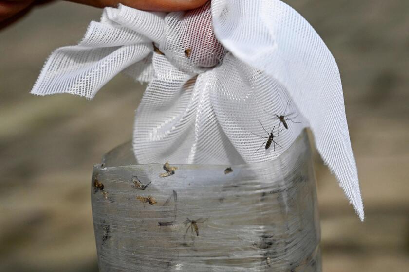 Un laboratorio in Colombia impegnato nella prevenzione della trasmissione della Dengue