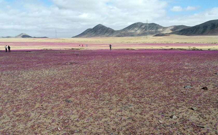 Fiori nel deserto, lo spettacolo di Atacama in Cile