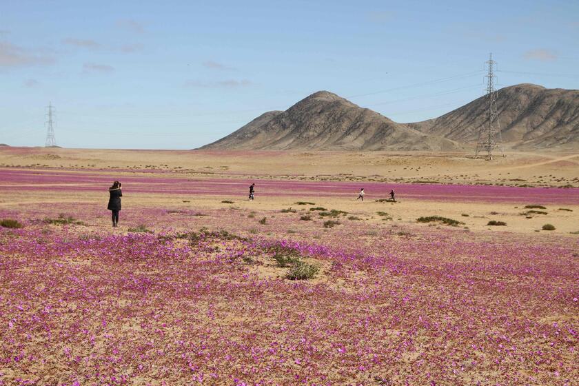 Fiori nel deserto, lo spettacolo di Atacama in Cile