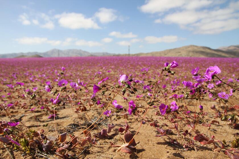 Fiori nel deserto, lo spettacolo di Atacama in Cile