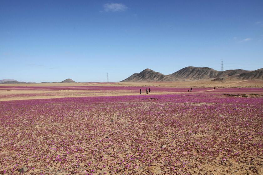 Fiori nel deserto, lo spettacolo di Atacama in Cile