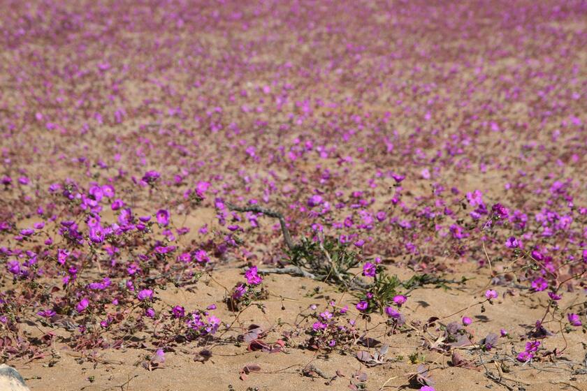 Fiori nel deserto, lo spettacolo di Atacama in Cile