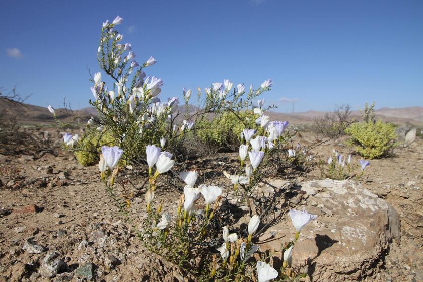 Fiori nel deserto, lo spettacolo di Atacama in Cile