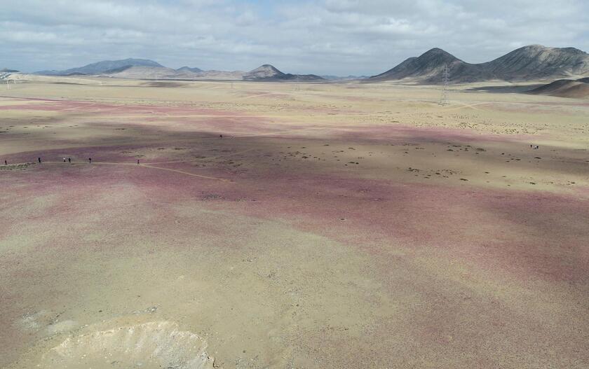 Fiori nel deserto, lo spettacolo di Atacama in Cile