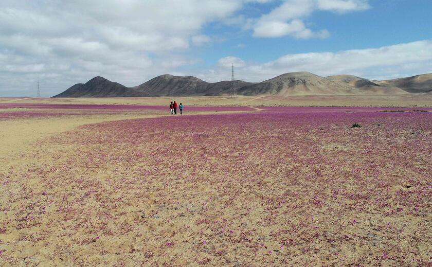 Fiori nel deserto, lo spettacolo di Atacama in Cile