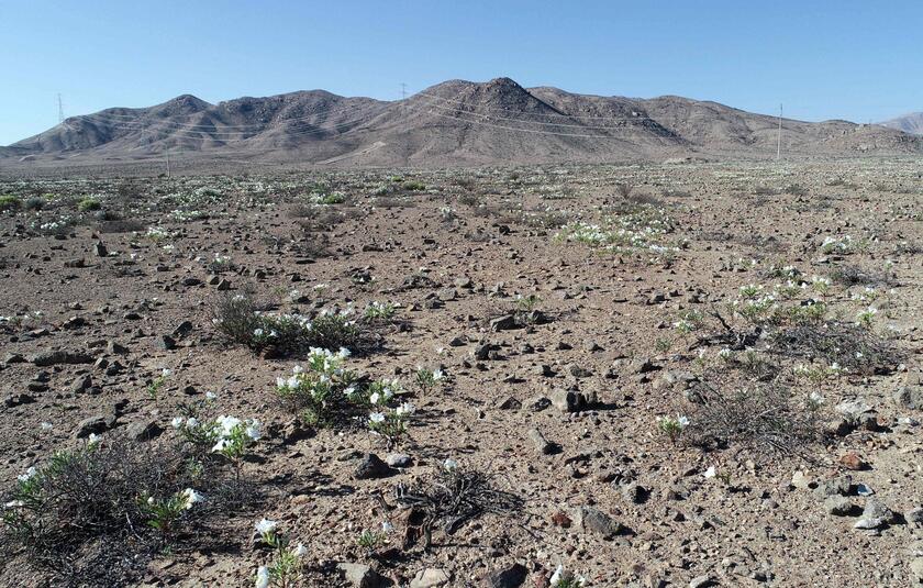 Fiori nel deserto, lo spettacolo di Atacama in Cile