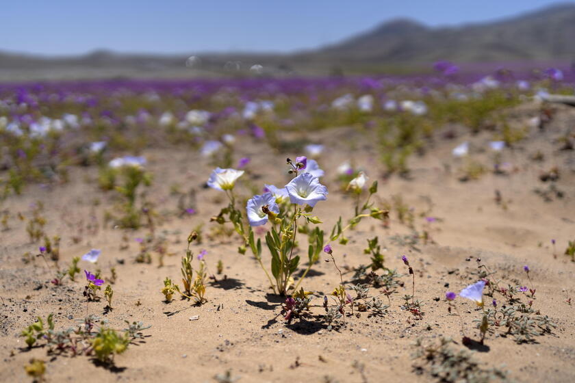 Cile: spuntano i fiori in pieno inverno nel deserto di Atacama