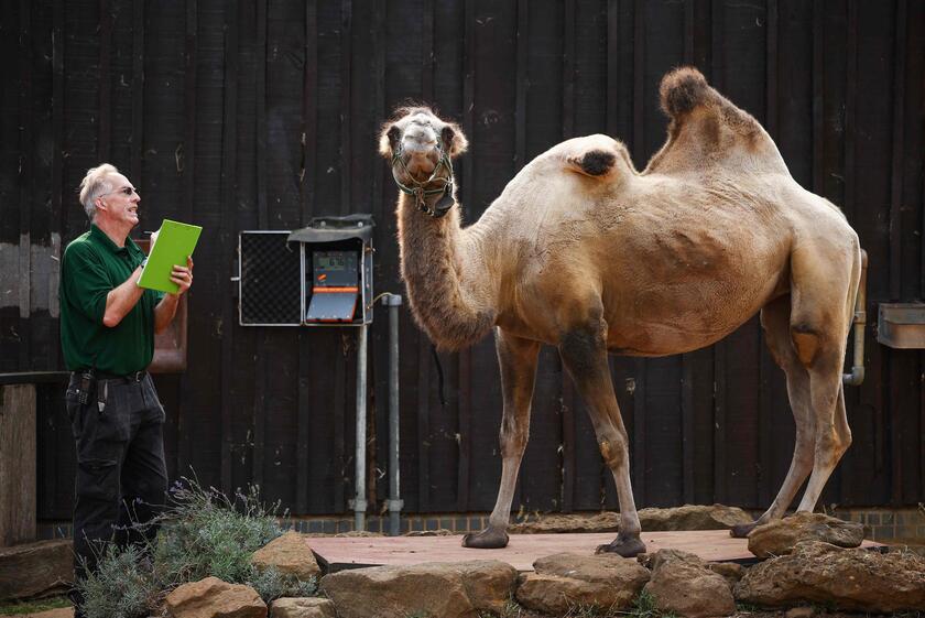 Allo zoo di Londra è il giorno della pesatura