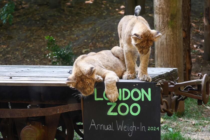 Allo zoo di Londra è il giorno della pesatura