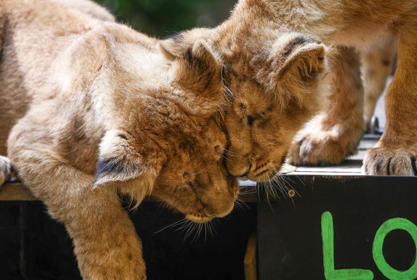 Allo zoo di Londra è il giorno della pesatura