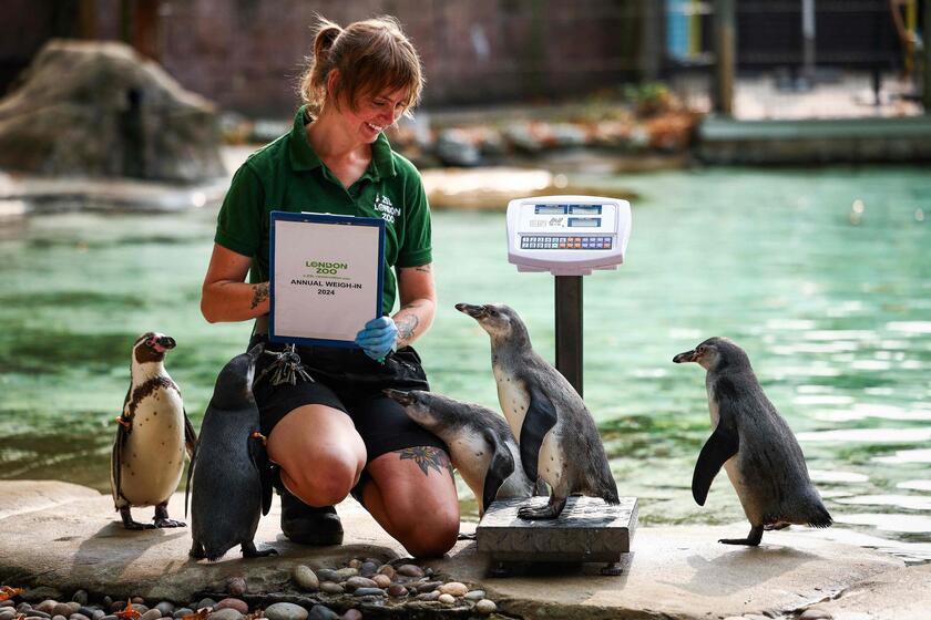 Allo zoo di Londra è il giorno della pesatura