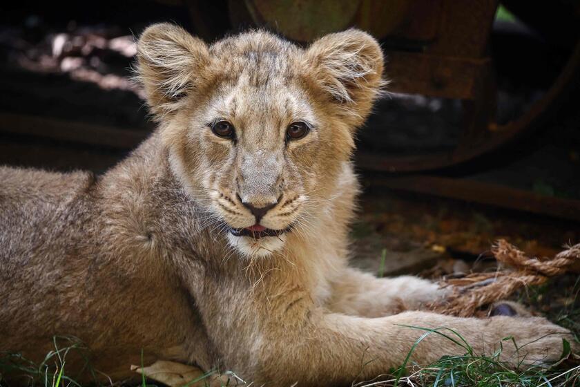 Allo zoo di Londra è il giorno della pesatura