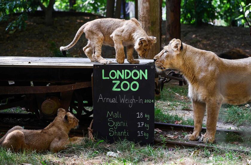 Allo zoo di Londra è il giorno della pesatura