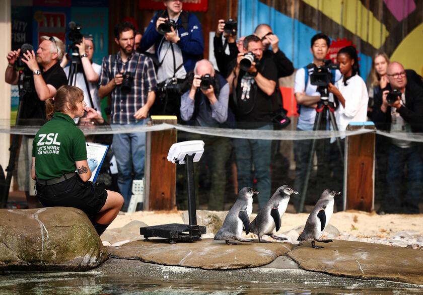 Allo zoo di Londra è il giorno della pesatura