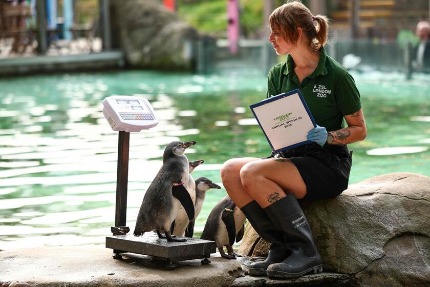 Allo zoo di Londra è il giorno della pesatura