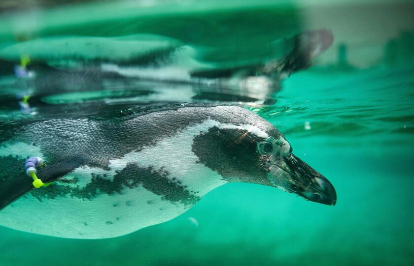 Allo zoo di Londra è il giorno della pesatura