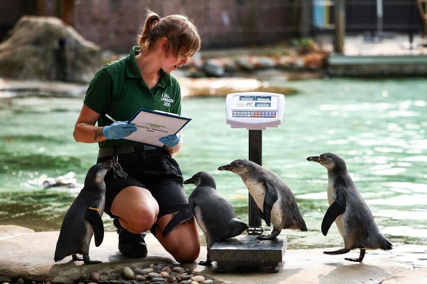 Allo zoo di Londra è il giorno della pesatura