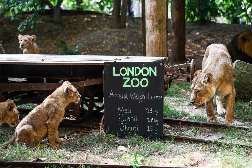 Allo zoo di Londra è il giorno della pesatura