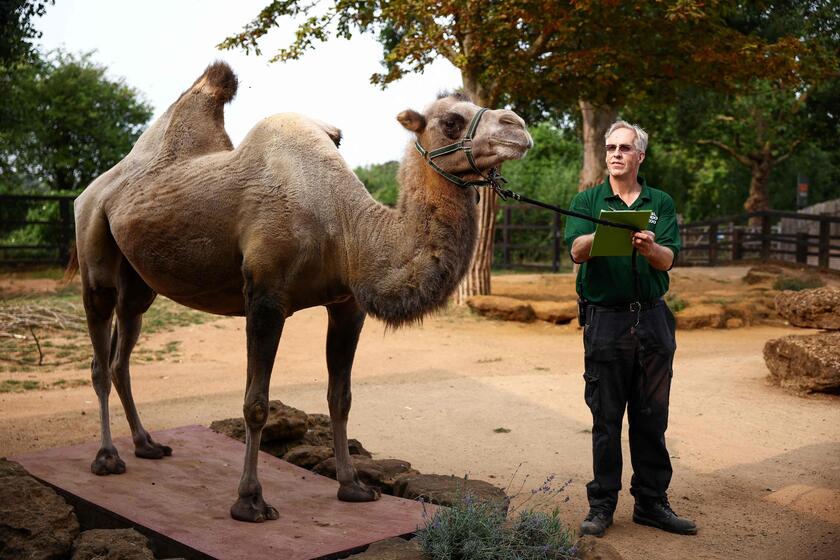 Allo zoo di Londra è il giorno della pesatura