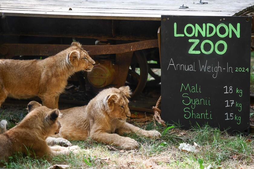 Allo zoo di Londra è il giorno della pesatura