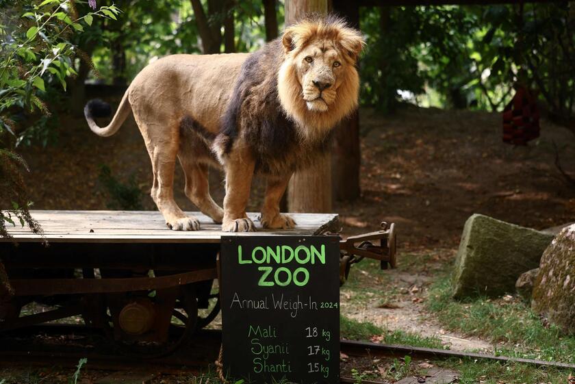 Allo zoo di Londra è il giorno della pesatura