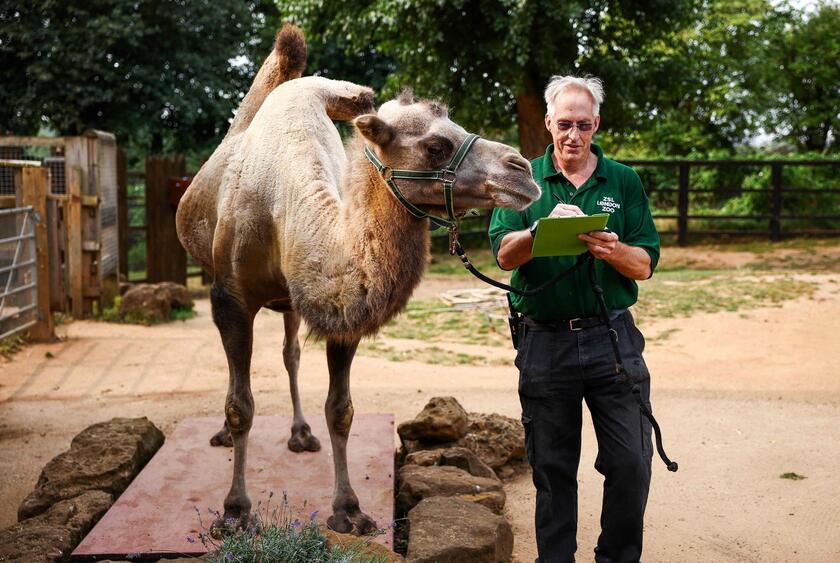 Allo zoo di Londra è il giorno della pesatura