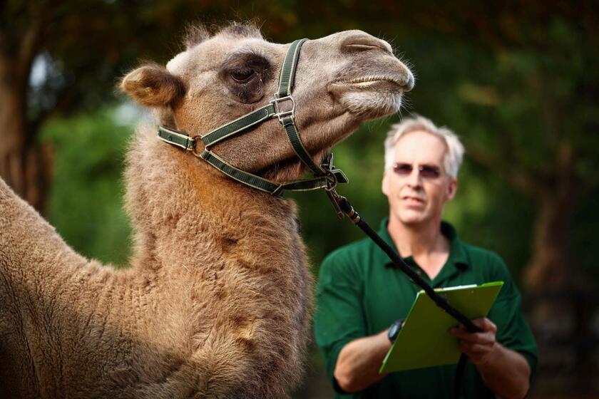 Allo zoo di Berlino è il giorno della pesatura