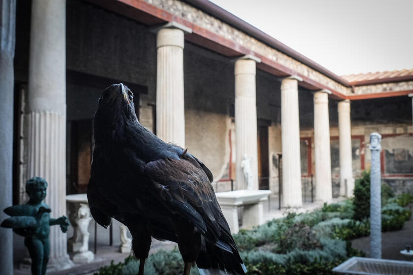 Le guardiane alate di Pompei, due rapaci a "difendere" gli scavi dai piccioni