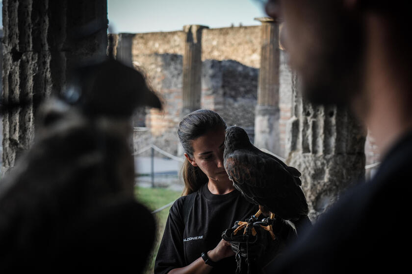 Le guardiane alate di Pompei, due rapaci a "difendere" gli scavi dai piccioni