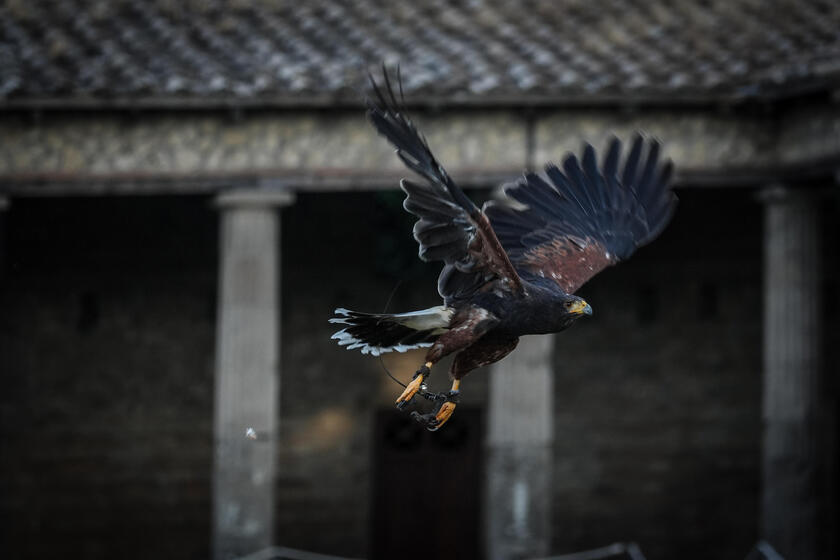 Le guardiane alate di Pompei, due rapaci a "difendere" gli scavi dai piccioni