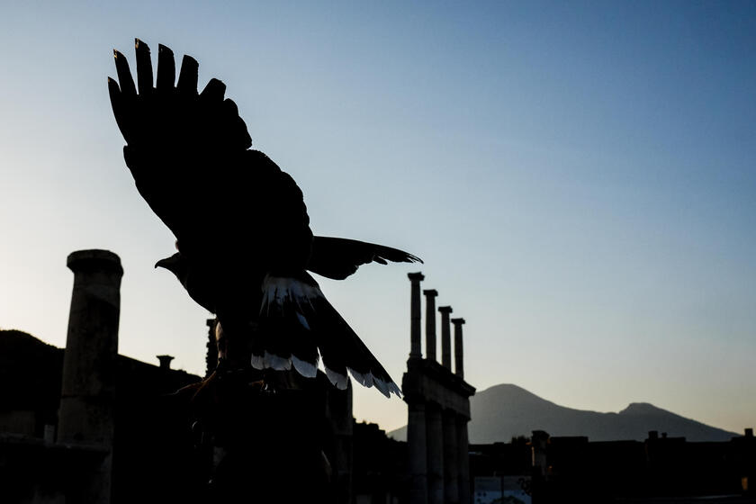 Le guardiane alate di Pompei, rapaci contro i piccioni che rovinano gli scavi