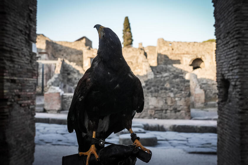 Le guardiane alate di Pompei, due rapaci a "difendere" gli scavi dai piccioni