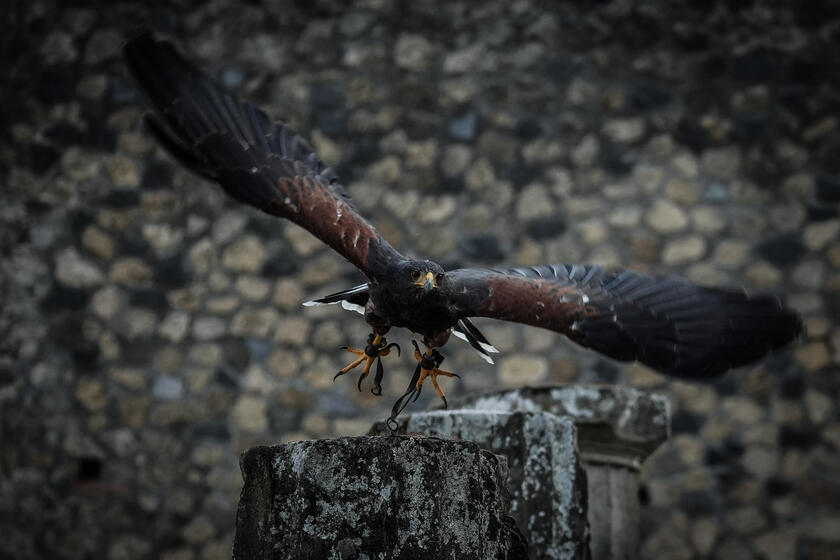 Le guardiane alate di Pompei, due rapaci a "difendere" gli scavi dai piccioni