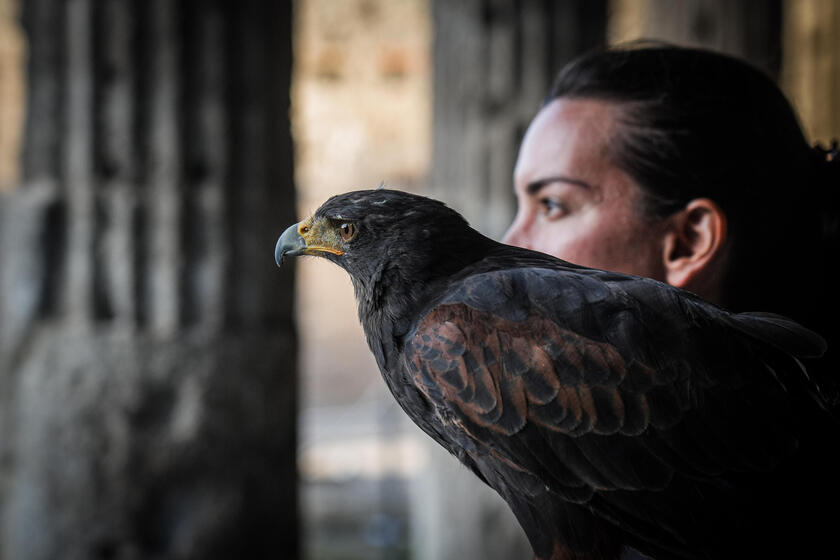 Le guardiane alate di Pompei, due rapaci a "difendere" gli scavi dai piccioni