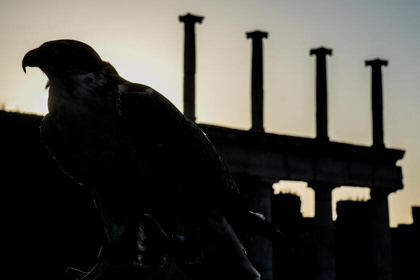 Le guardiane alate di Pompei, due rapaci a "difendere" gli scavi dai piccioni