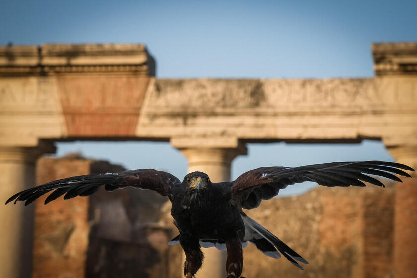 Le guardiane alate di Pompei, due rapaci a "difendere" gli scavi dai piccioni