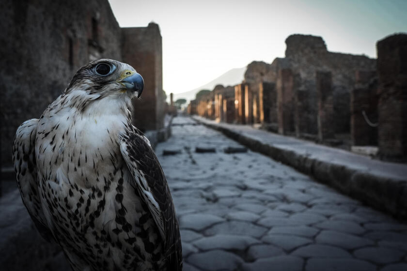 Le guardiane alate di Pompei, due rapaci a "difendere" gli scavi dai piccioni