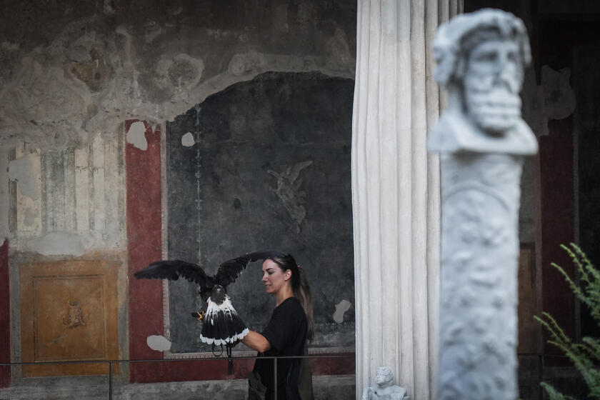 Le guardiane alate di Pompei, due rapaci a "difendere" gli scavi dai piccioni