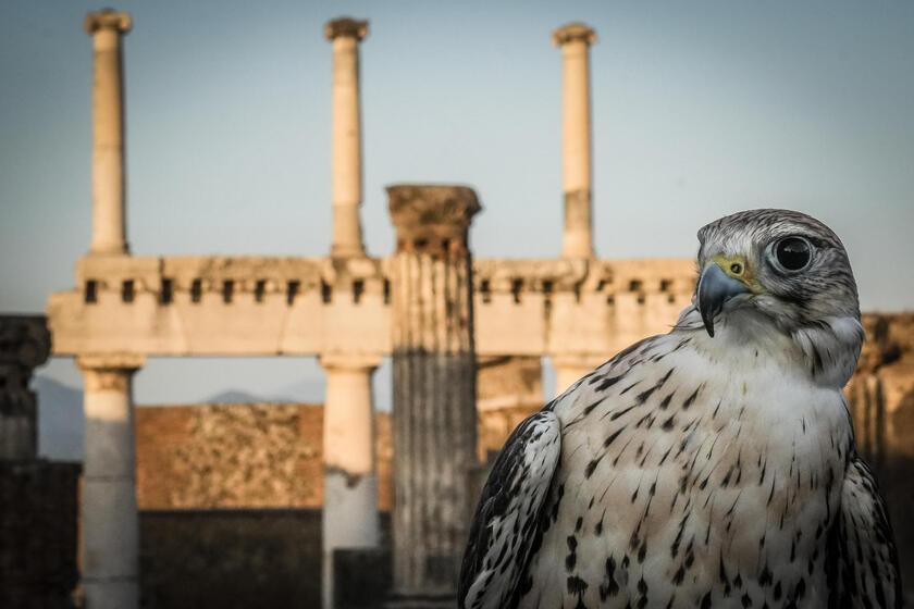 Le guardiane alate di Pompei, due rapaci a "difendere" gli scavi dai piccioni